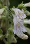 Arkansas beardtongue